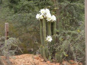 the Torch Cactus - an alien plant from South America